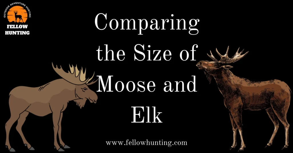 Comparing the Size of Moose and Elk