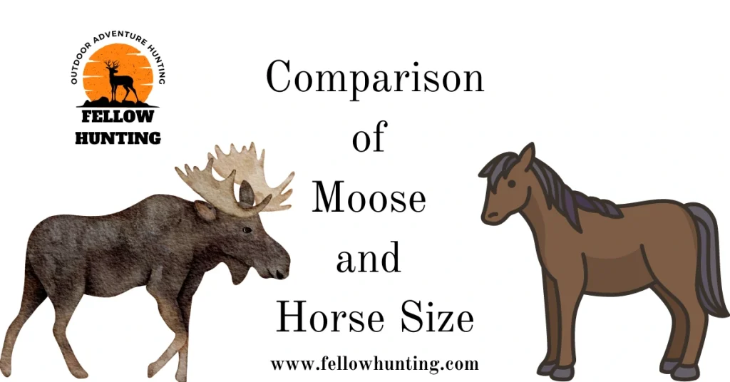 Comparison of Moose and Horse Size