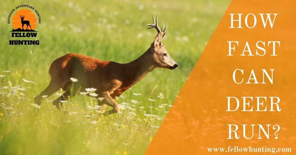 How Fast Can Deer Run?