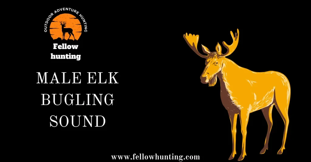 Male Elk Bugling Sound