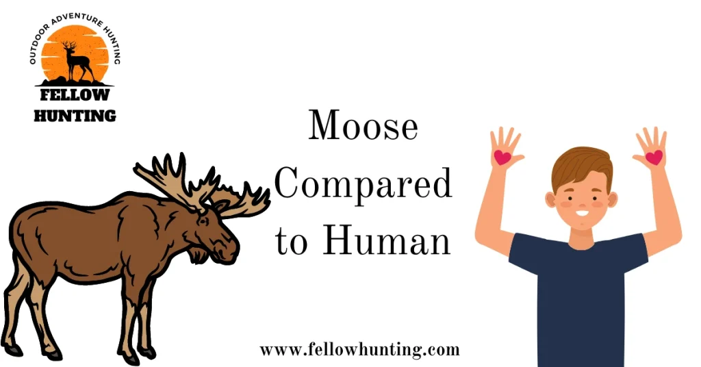 Moose Compared to Human