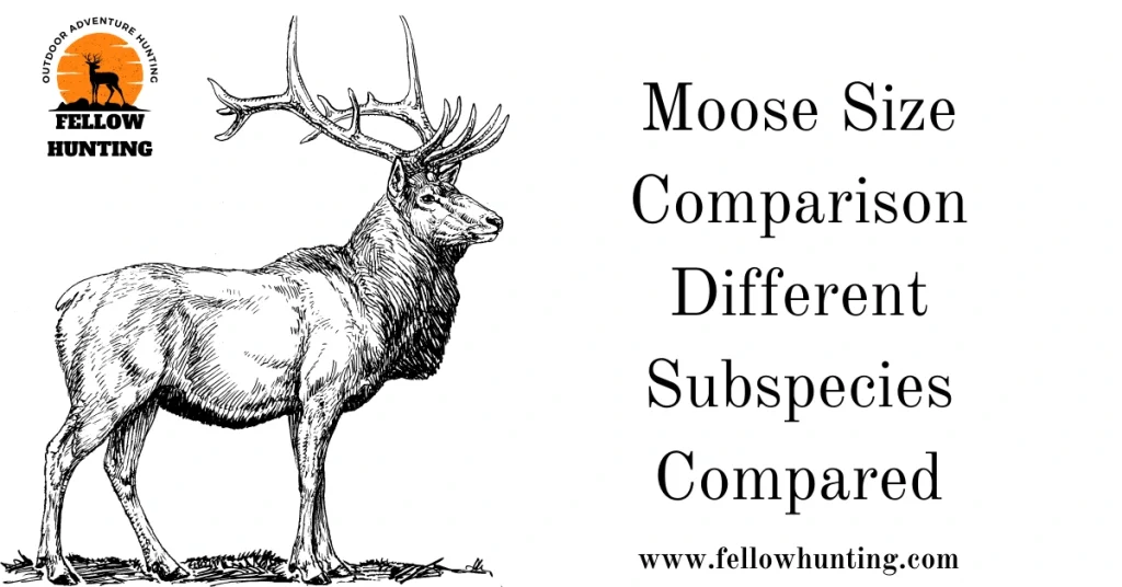 Moose Size Comparison – Different Subspecies Compared