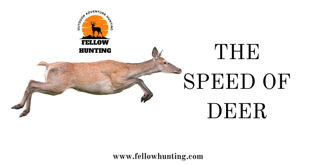 The Speed of Deer: An Examination of Their Swift Movements