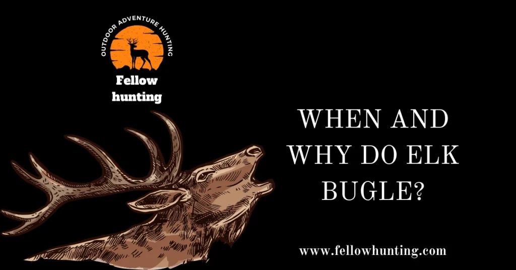 When and Why Do Elk Bugle?