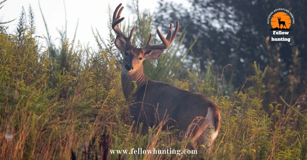 White-tailed Deer and Black-tailed Deer – The Difference
