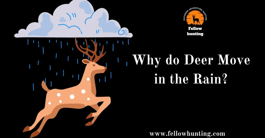 Why do Deer Move in the Rain?