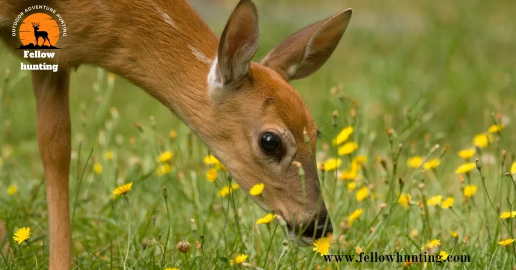 Can Deer Smell Permethrin: Cutting Through the Hype