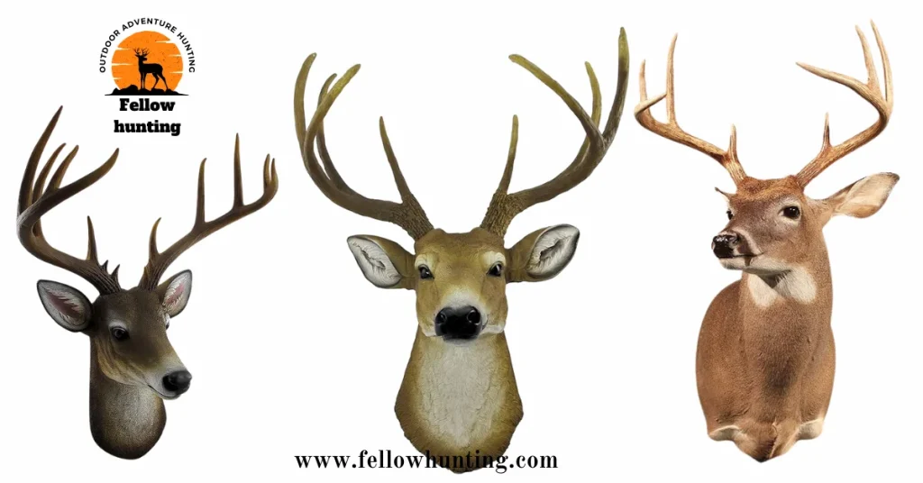 Different Types of Deer Mounts Poses