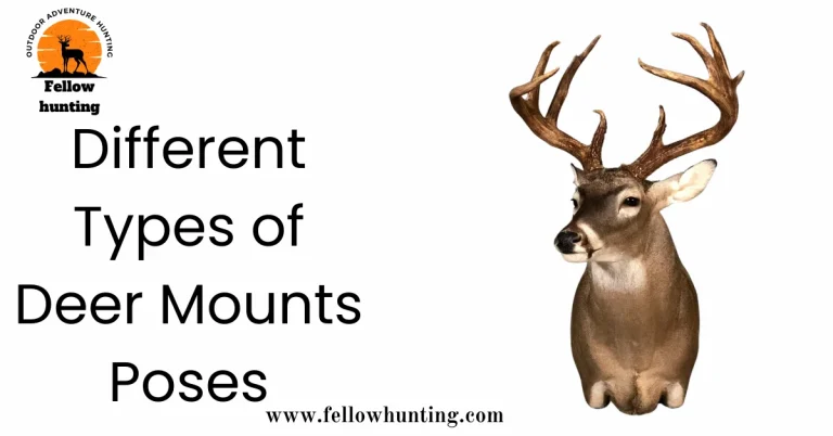 Unveiling the World of Different Types of Deer Mounts Poses