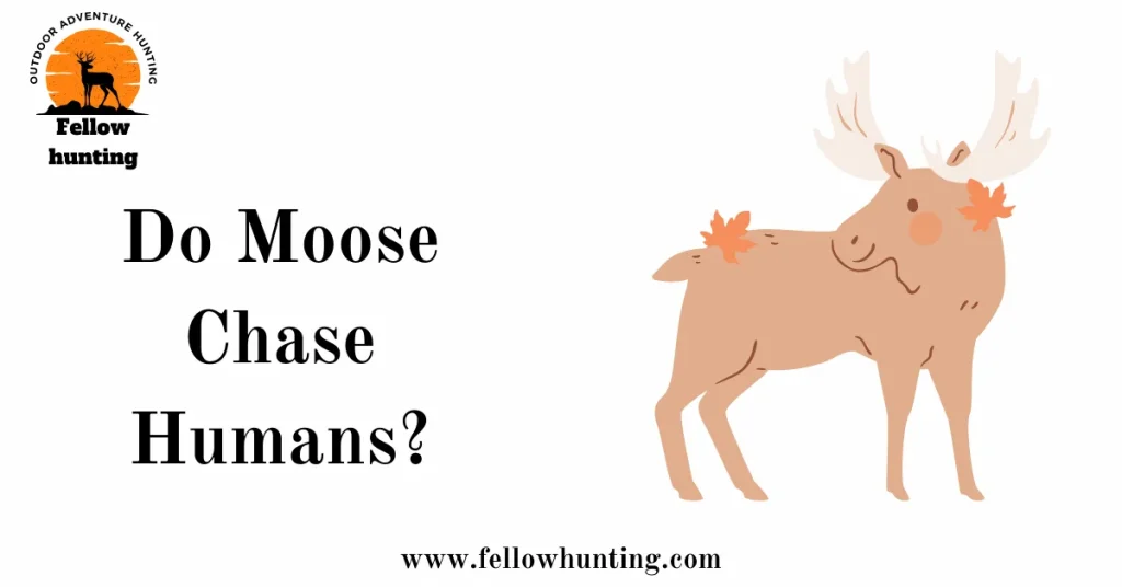 Do Moose Chase Humans?