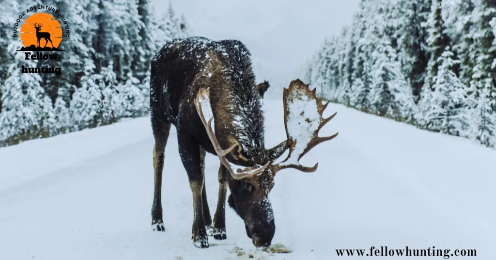 How Fast Can A Moose Run In Deep Snow?