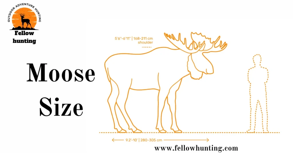 Moose Size