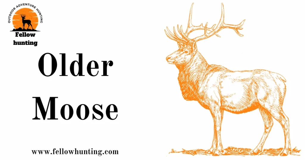 Older Moose