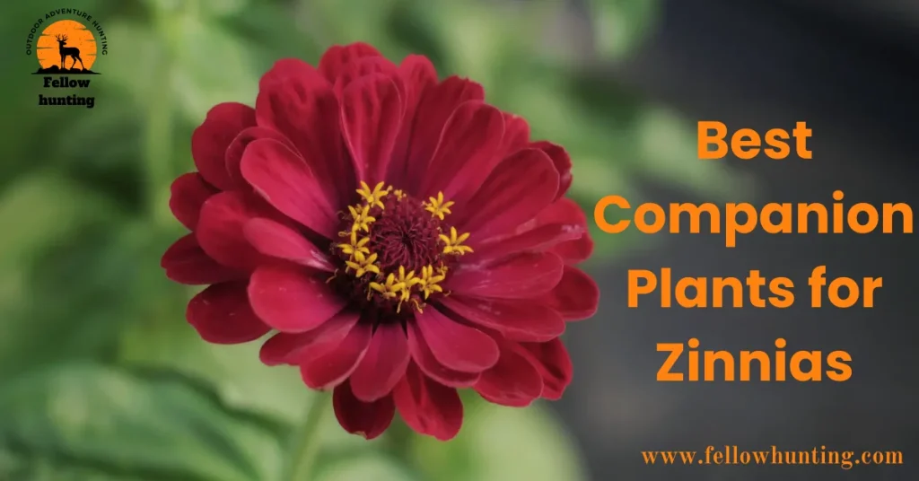Combining Zinnias with Other Plants: Best Companion Plants for Zinnias