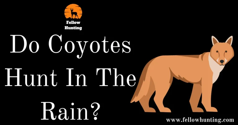 The Astounding Truth: Do Coyotes Hunt In The Rain?