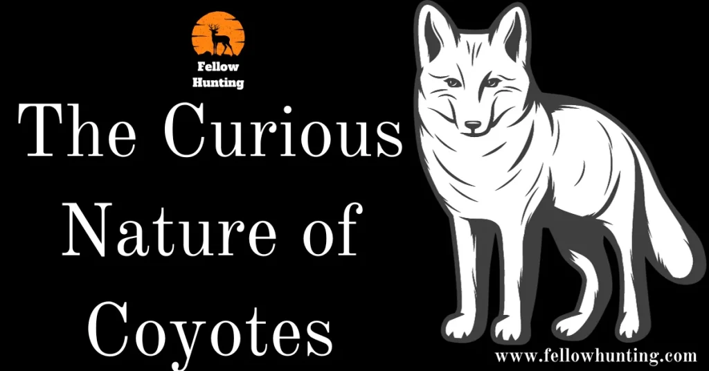 The Curious Nature of Coyotes