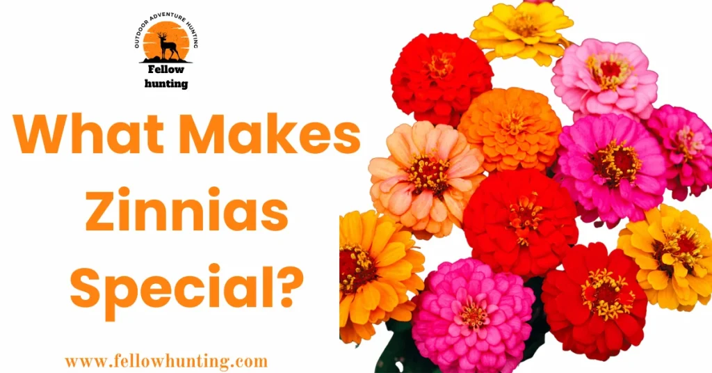 What Makes Zinnias Special?