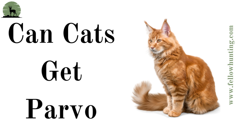 Can Cats Get Parvo: Protecting Your Feline Friends