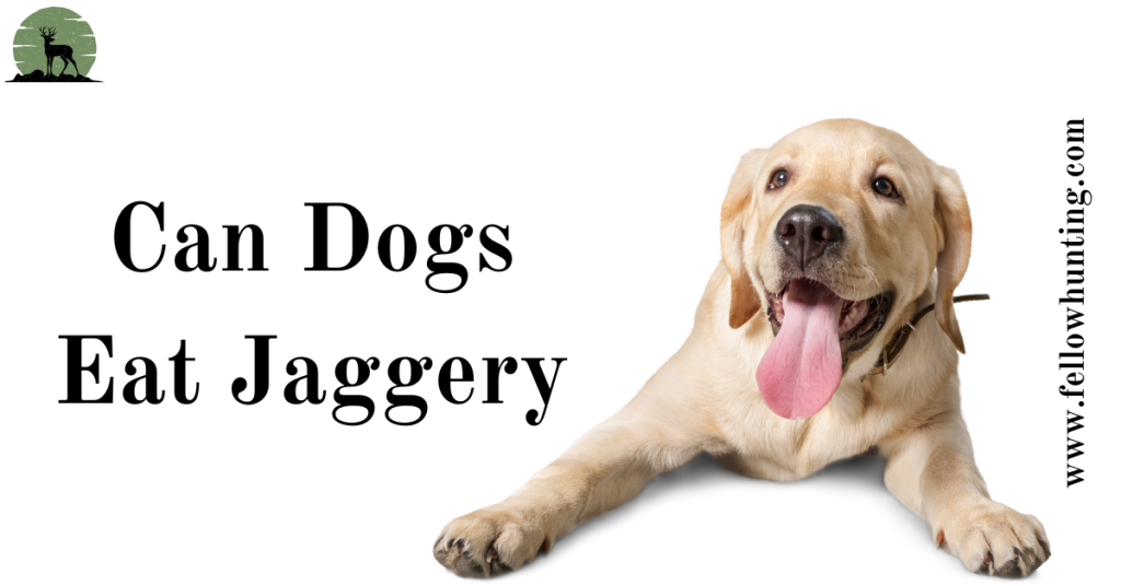 Can Dogs Eat Jaggery? A Comprehensive Guide