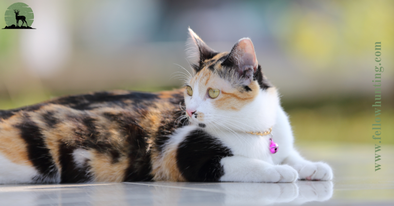 How Long Can a Calico Cat Live: Unraveling the Secrets of Their Lifespan