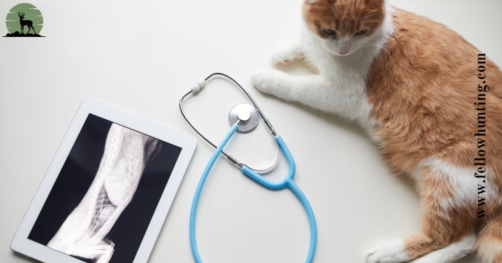 How Much Do X Rays Cost for a Cat