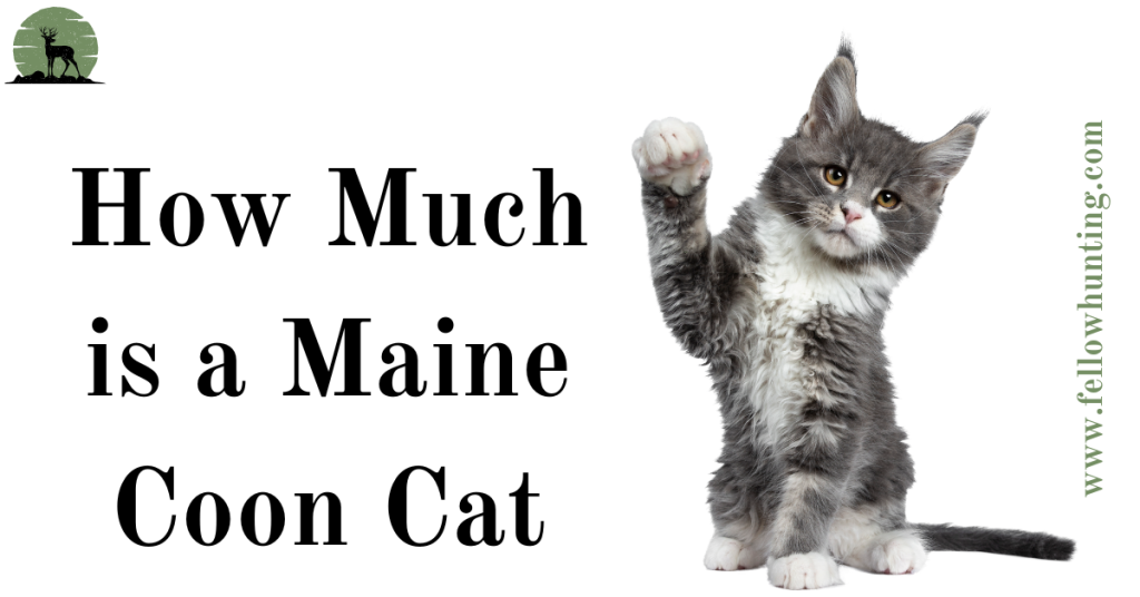 How Much is a Maine Coon Cat: A Comprehensive Guide