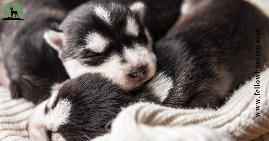 Preventative Healthcare Strategies for Husky Puppies