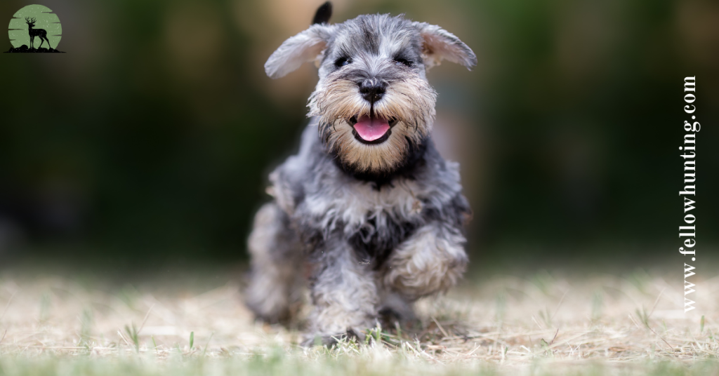 SCHNAUZER SHEDDING TIPS TO KEEP YOUR FURRY FRIEND’S COAT HEALTHY 2023