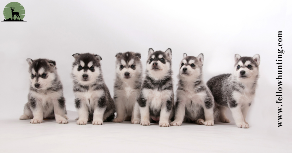 The Charm of Siberian Huskies: Unveiling Their Mystique