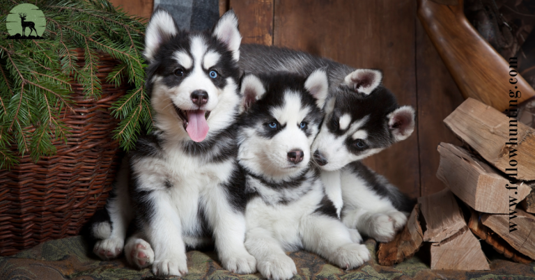 A Guide to Husky Puppies: Your Fluffy Companion Awaits
