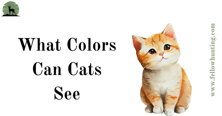 What Colors Can Cats See: A Feline Perspective